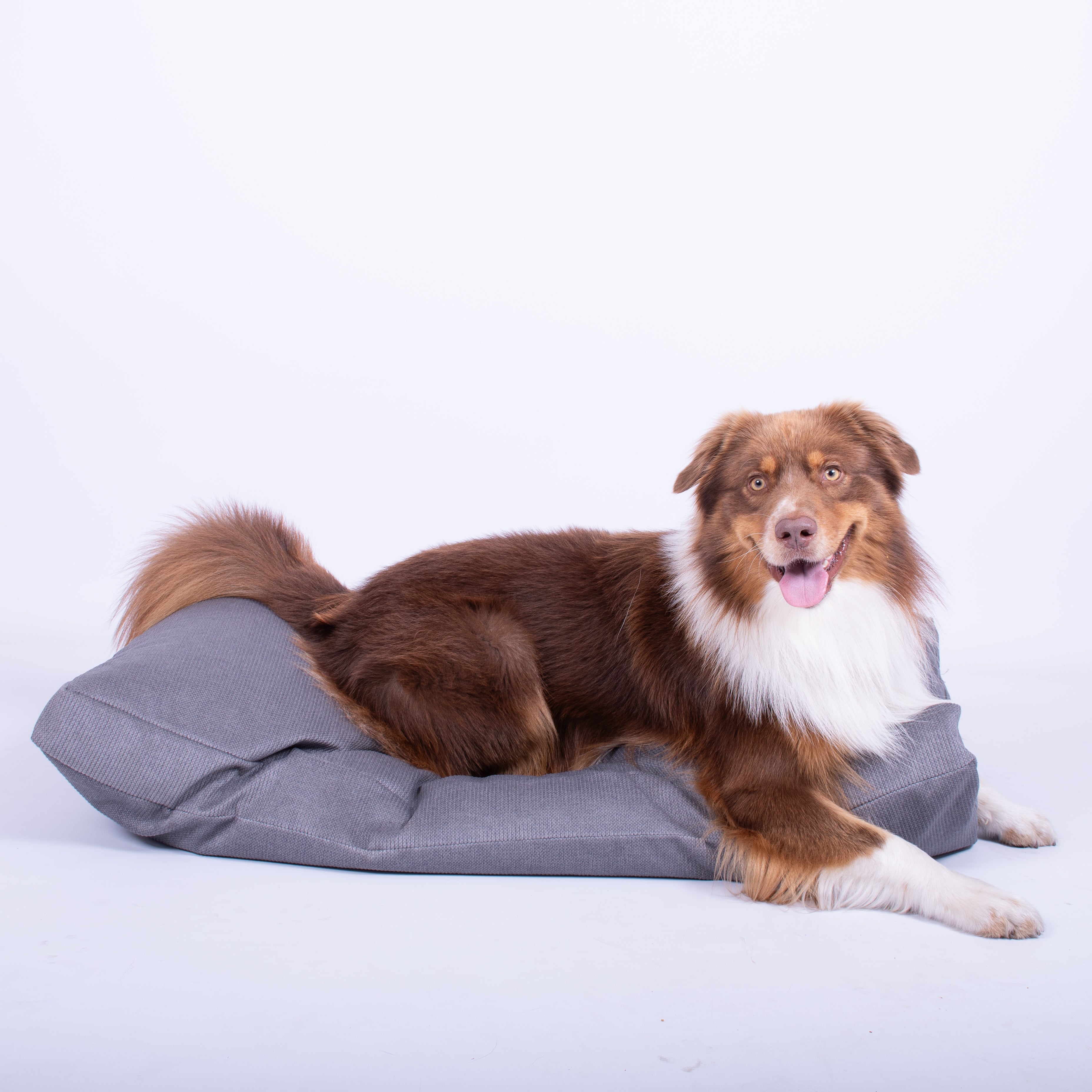 Honden zitzak grijs
