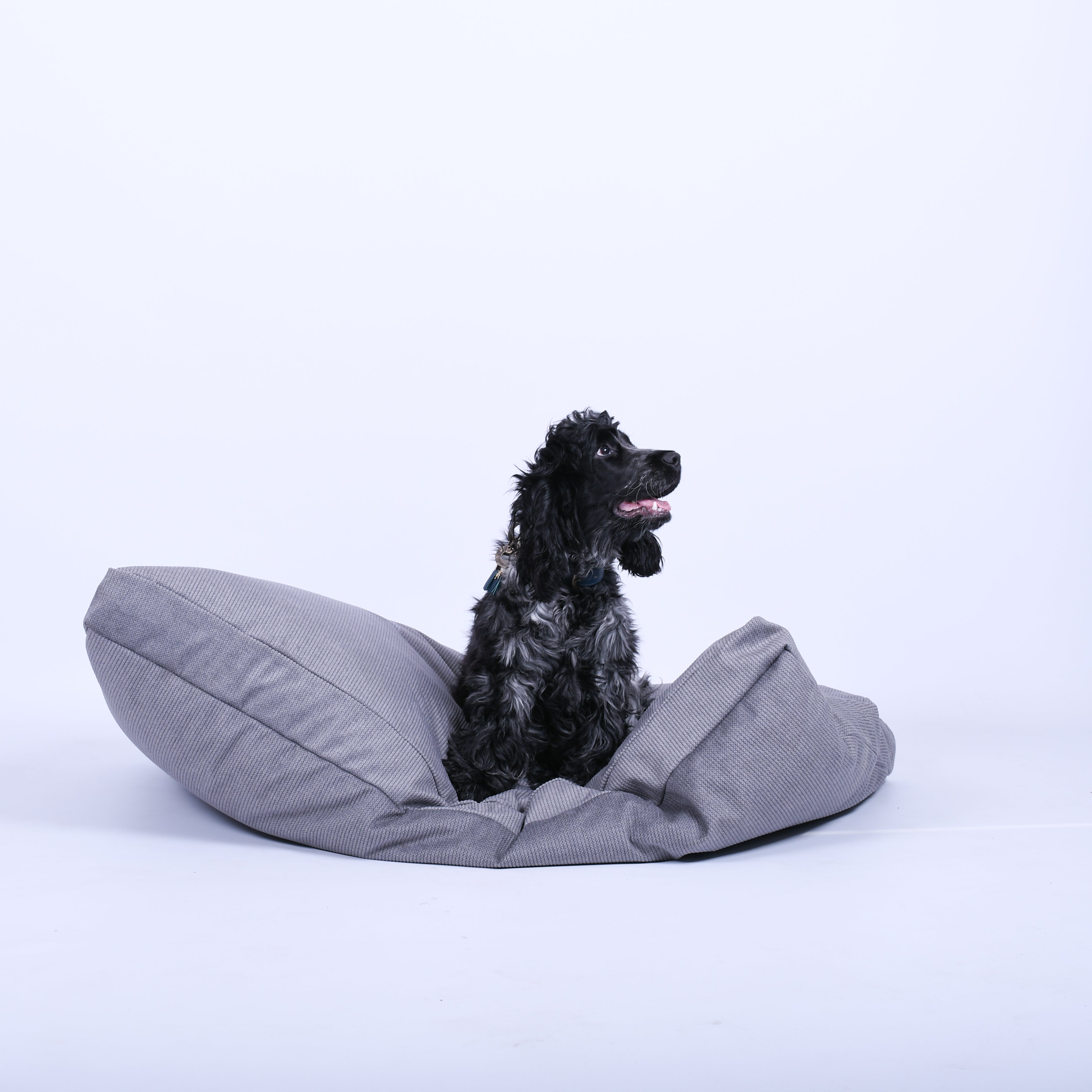 Honden zitzak grijs